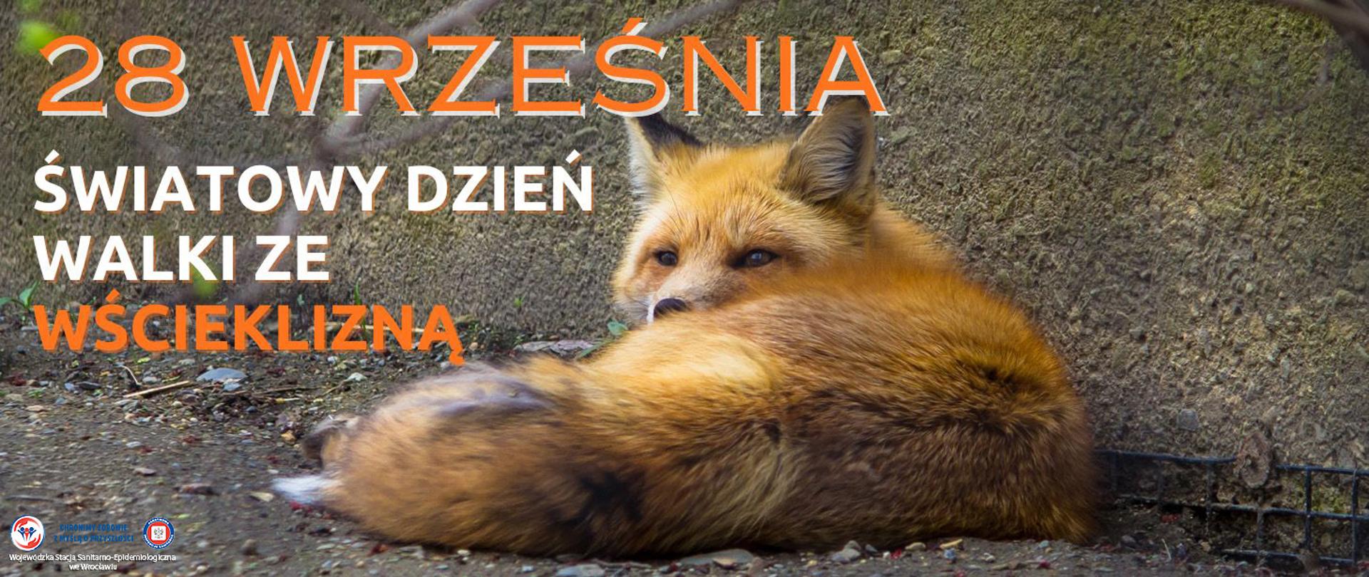 Lis leżący na ziemi pod szarym porośniętym mchem murem
