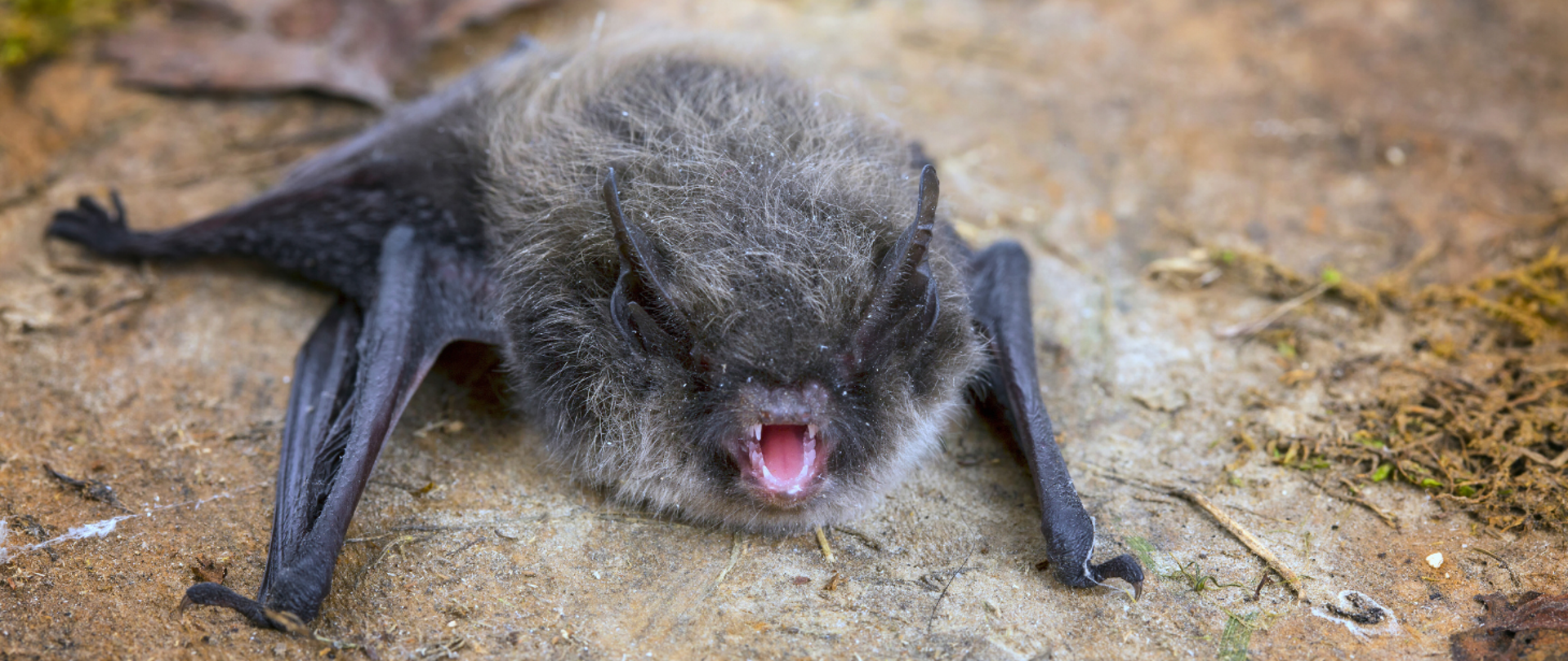 Zdjęcie nietoperza.