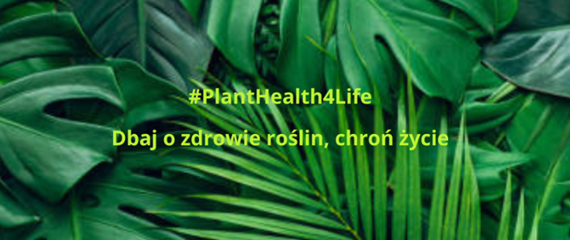 Napis: grafika #PlantHealth4Life - „Dbaj o zdrowie roślin, chroń życie”
Fot.: Zielone liście