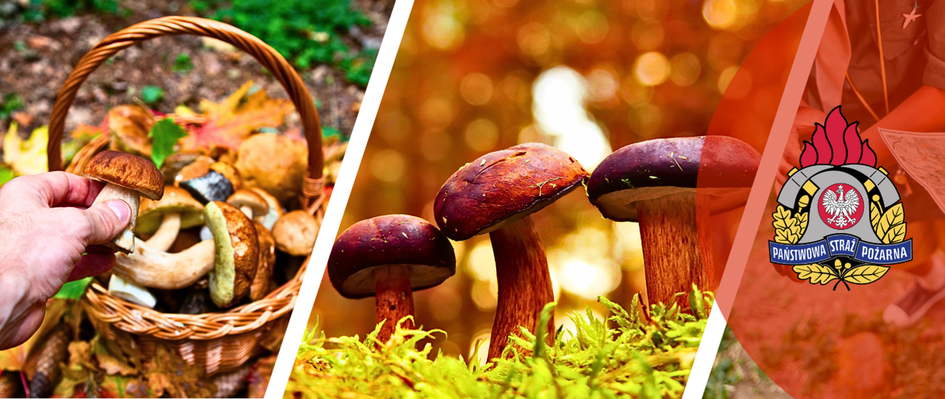 Idziesz na grzyby? Pamiętaj o bezpieczeństwie!
