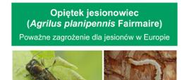 Agrilus_planipennis_ulotka 1
