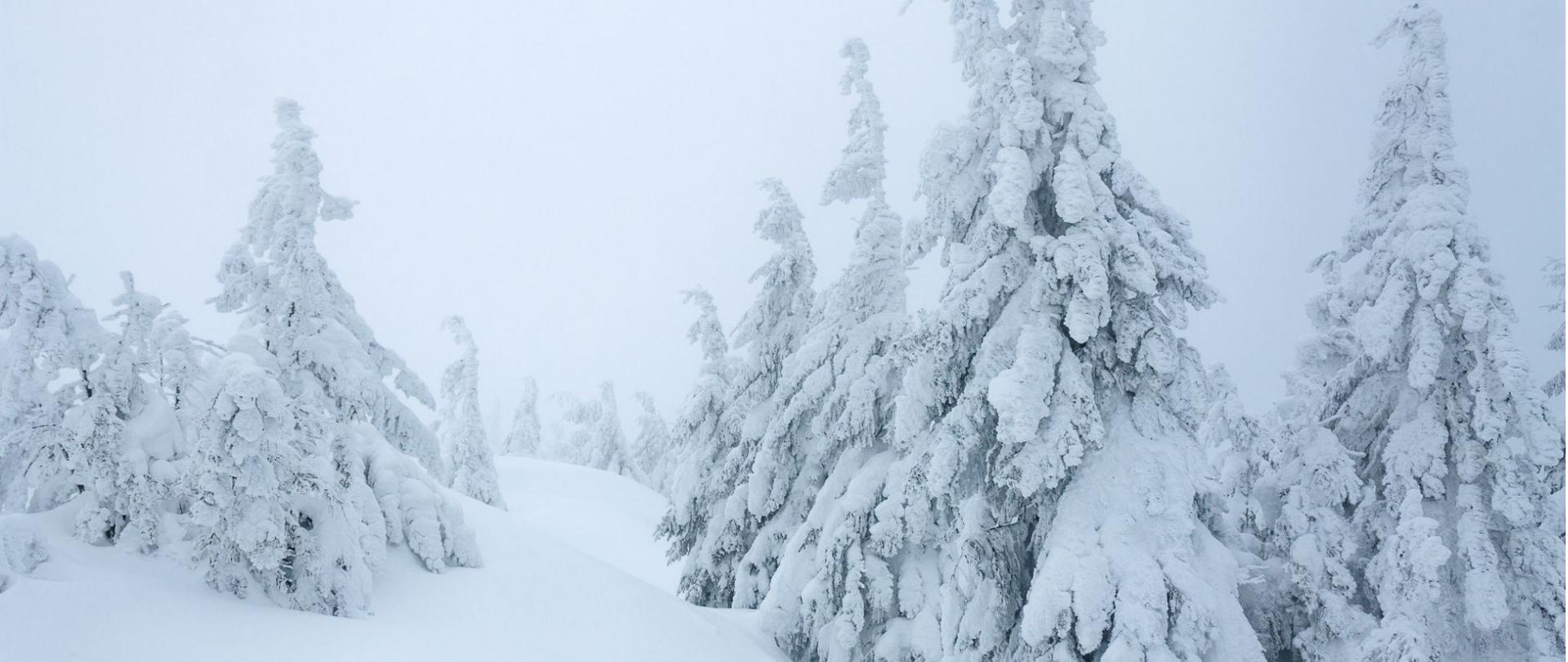 Na zdjęciu są zaśnieżone choinki oraz zaspy śniegu.