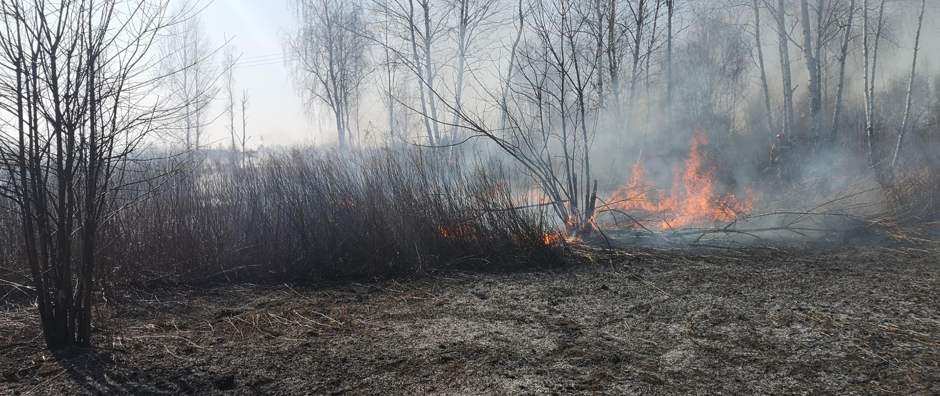 Zdjęcie przedstawia płonącą trawę oraz trzciny na nieużytkach. Na pierwszym planie widoczne jest pogorzelisko oraz płomienie. W tle widać błękitne niebo.