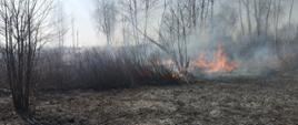 Zdjęcie przedstawia płonącą trawę oraz trzciny na nieużytkach. Na pierwszym planie widoczne jest pogorzelisko oraz płomienie. W tle widać błękitne niebo.