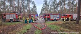 Pięć pojazdów pożarniczych na skrzyżowaniu dróg leśnych. Dookoła strażacy wykonują zadania ćwiczebne. W tle las sosnowy.