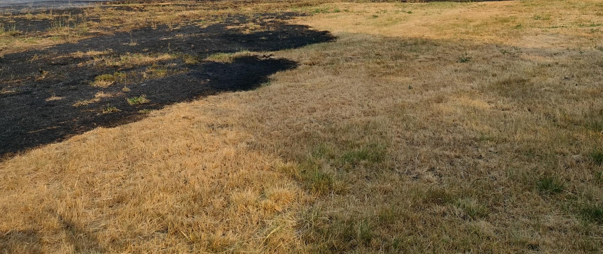 Zdjęcie przedstawia spaloną trawę na nieużytkach