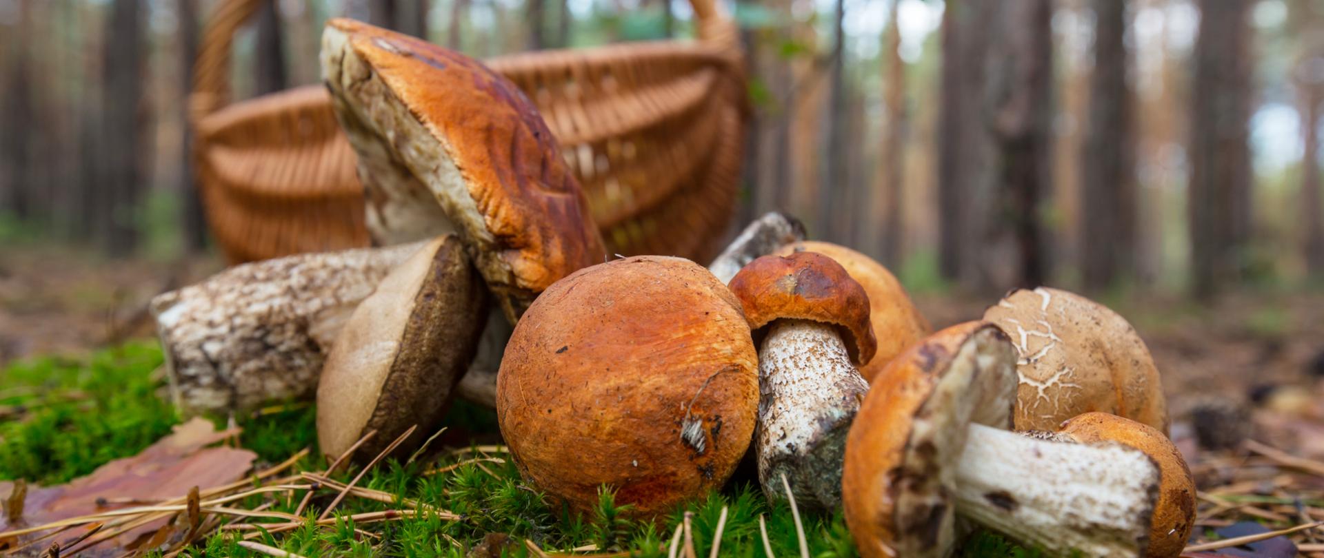 mushrooms in basket