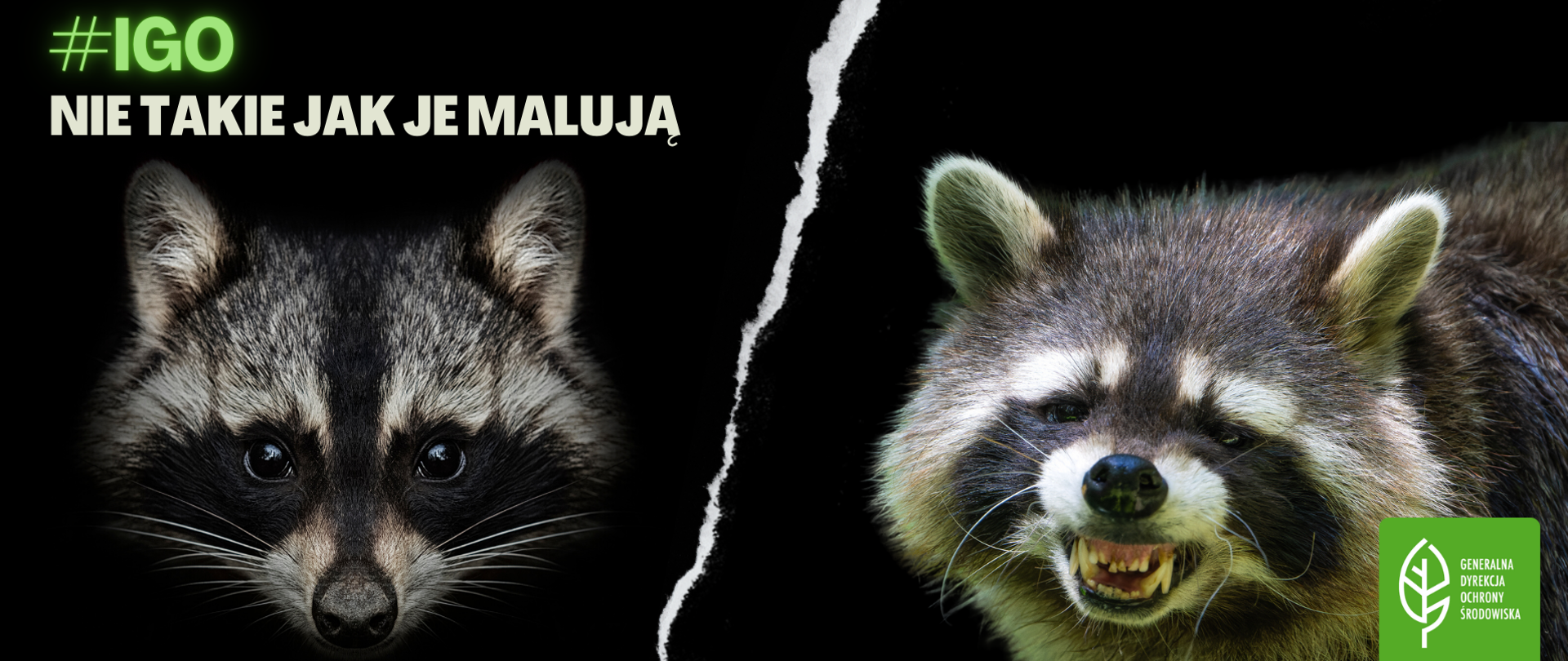 Napis #IGO Nie takie jak je malują, zdjęcie szopa, logo GDOŚ