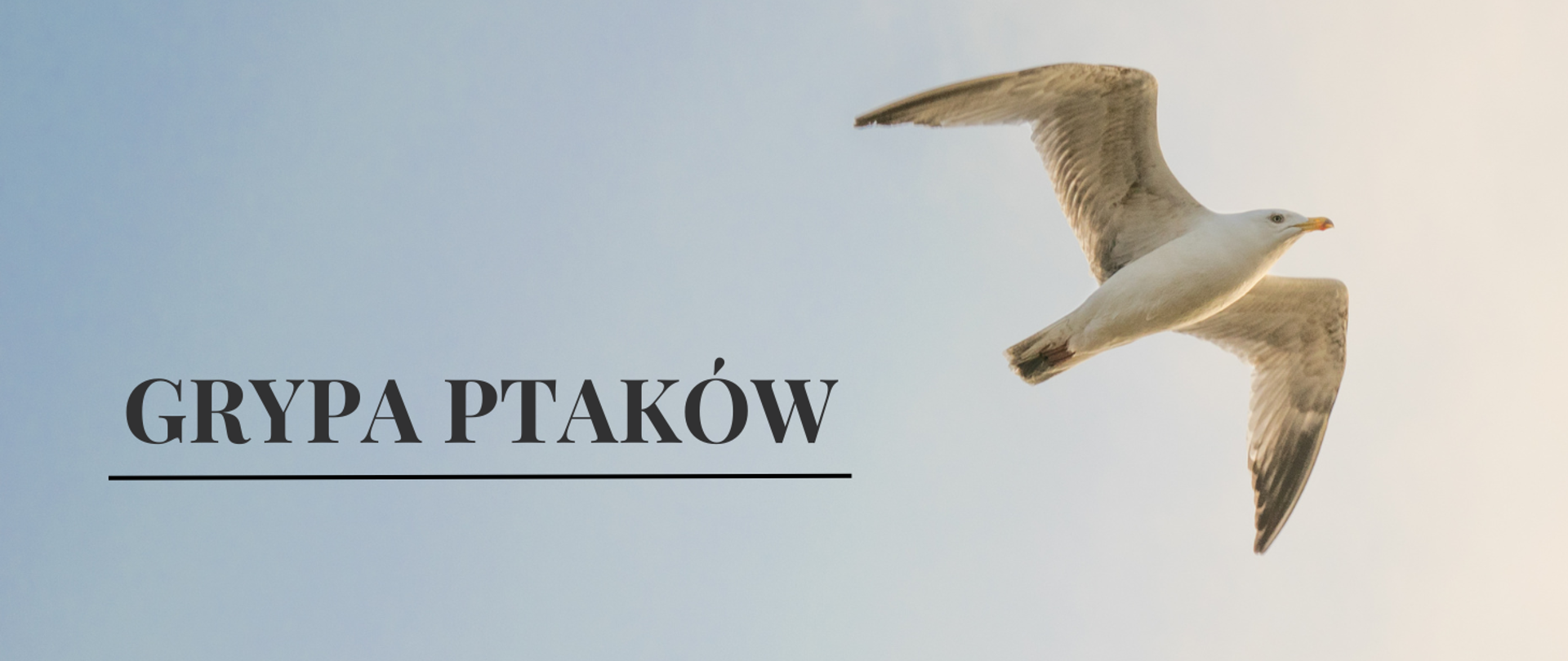 Grypa_ptaków