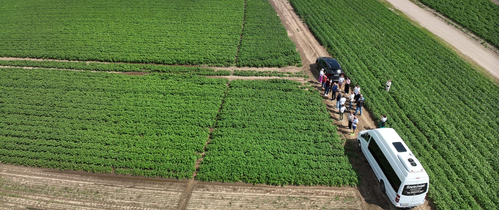 Widok z lotu ptaka. Grupa ludzi stoi na dużym polu, oglądają zielone rośliny i rozmawiają ze sobą. 