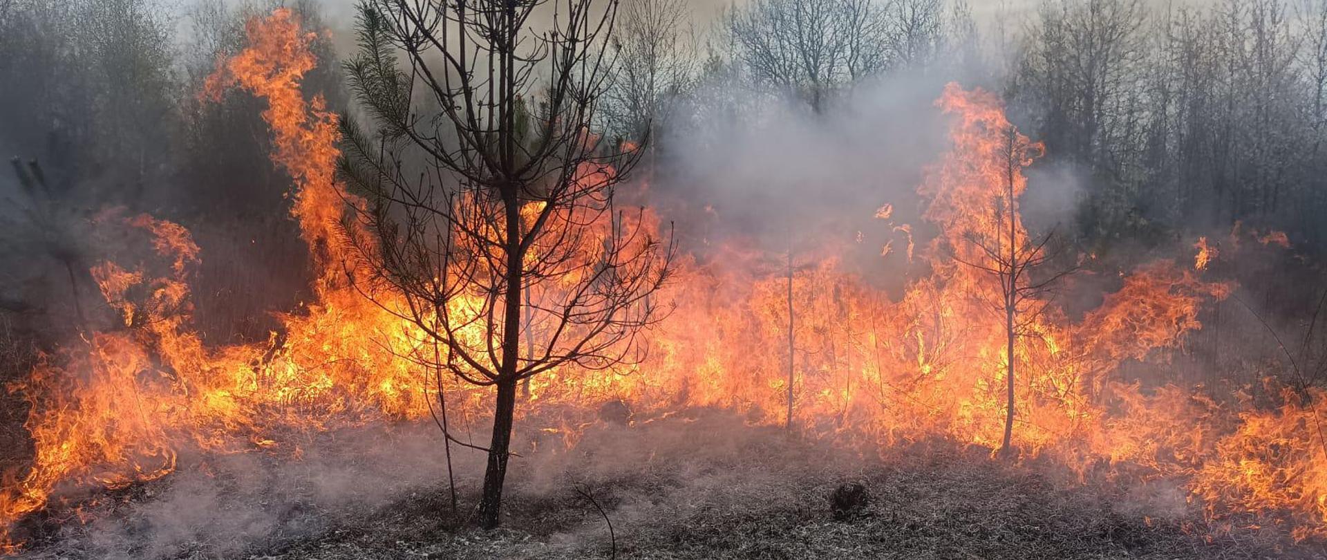 Na zdjęciu widać pożar lasu lub zarośli: płomienie rozprzestrzeniają się po suchym poszyciu i trawie, obejmując młode drzewa. Ogień jest intensywny, a w powietrzu unosi się gęsty dym. W tle widoczne są nagie drzewa, co sugeruje chłodniejszą porę roku, a ziemia w pierwszym planie jest już częściowo spalona i pokryta popiołem.