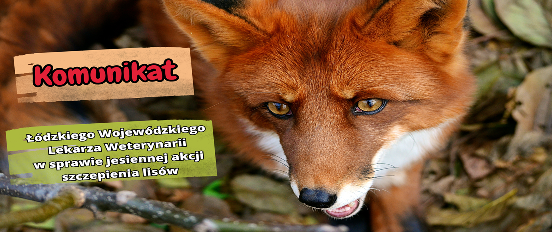 Komunikat Łódzkiego Wojewódzkiego Lekarza Weterynarii w sprawie jesiennej akcji szczepienia lisów w 2023 r.
