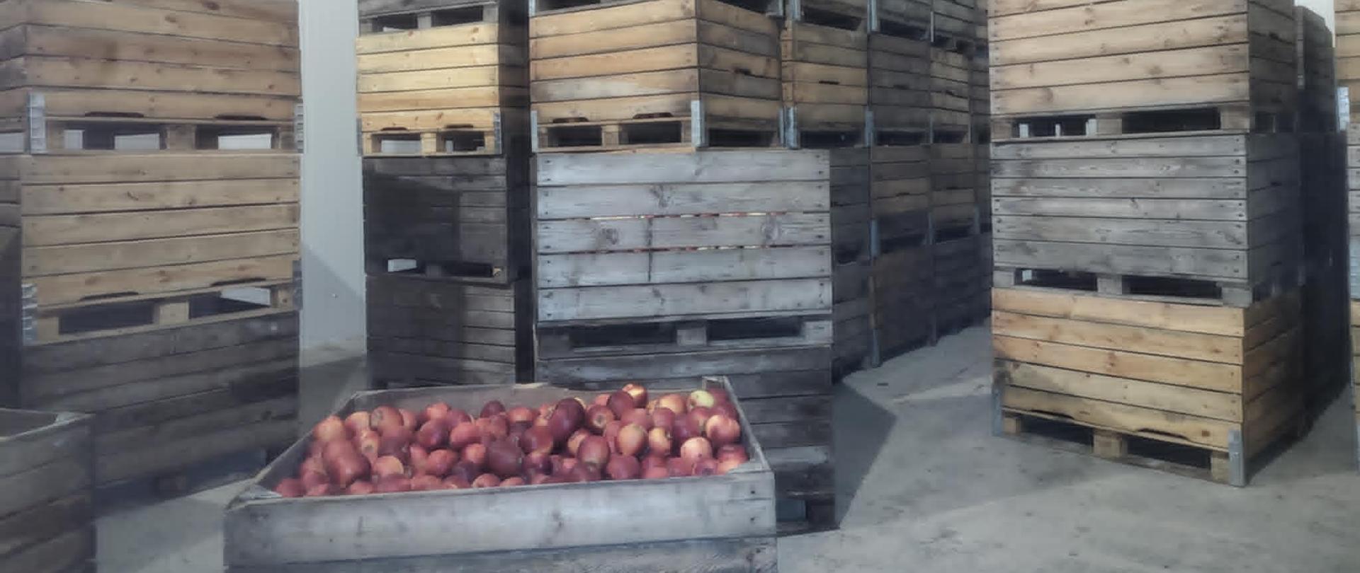Wysokie, jasne pomieszczenie z drewnianymi skrzynio-paletami, w których przechowywane są jabłka. Każda skrzynio-paleta o wysokości ok. 1m. Poukładane są piętrowo jedna na drugiej po pięć i po trzy w słupku.