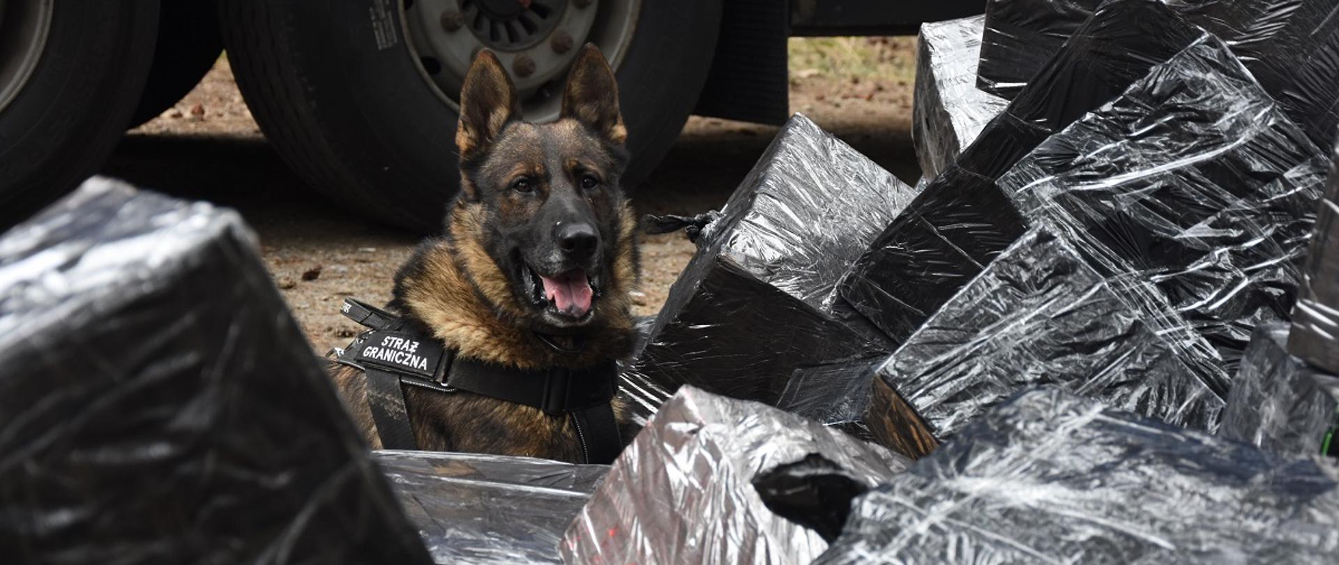 Pies Straży Granicznej wśród ofoliowanych kartonów 