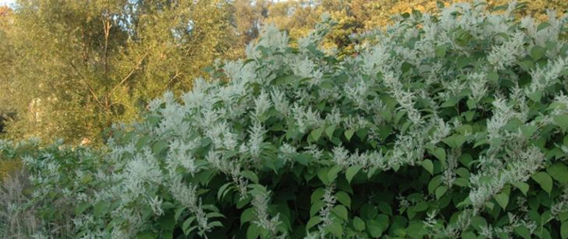 Inwazyjny Gatunek obcy - Rdestowiec - liście jasnozielone, mają długość 5-15 cm, szerokopeileptyczny kształt, prosto uciętą nasadę, zaostrzony koniec, są nagie i całobrzegowe. Kwiaty drobne, zebrane w wiechowaty kwiatostan