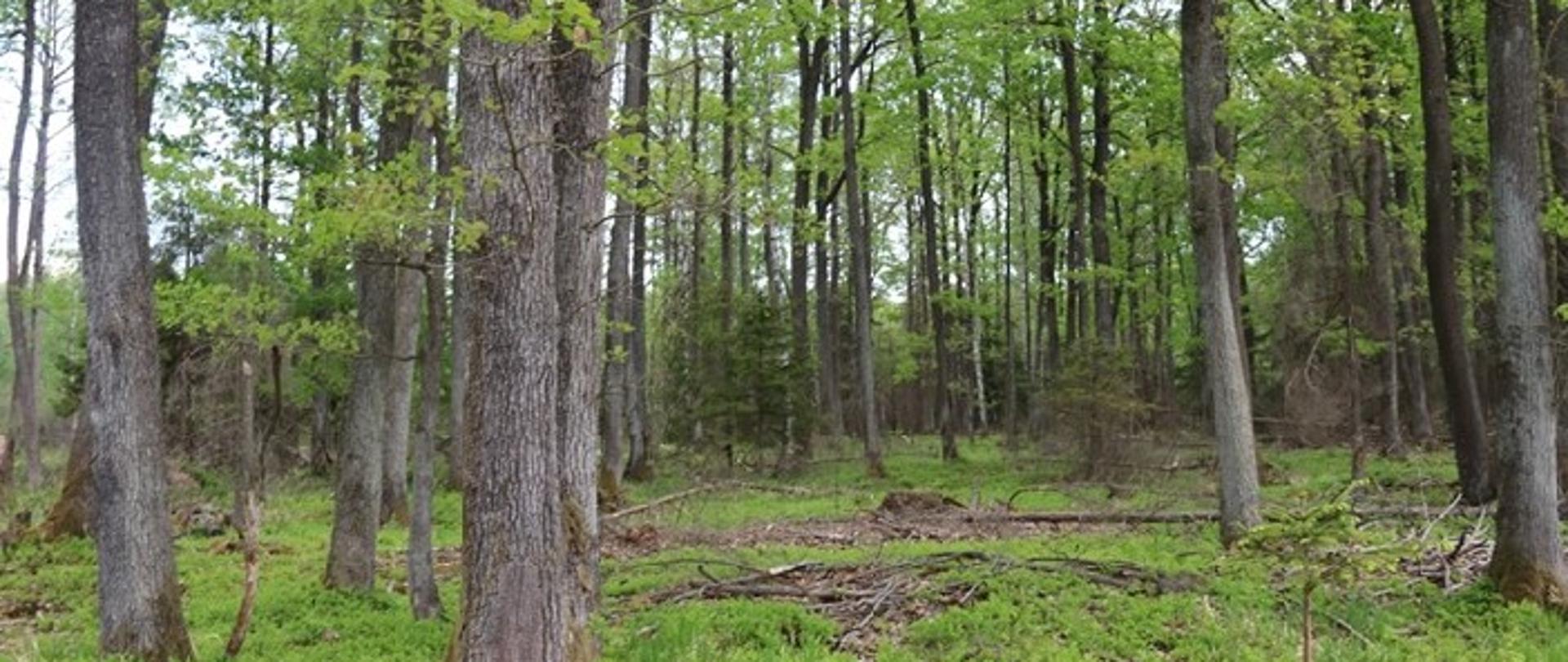 Płat_siedliska_podgórskiej_dąbrowy_acydofilnej_w_rezerwacie_przyrody_Dębniak,