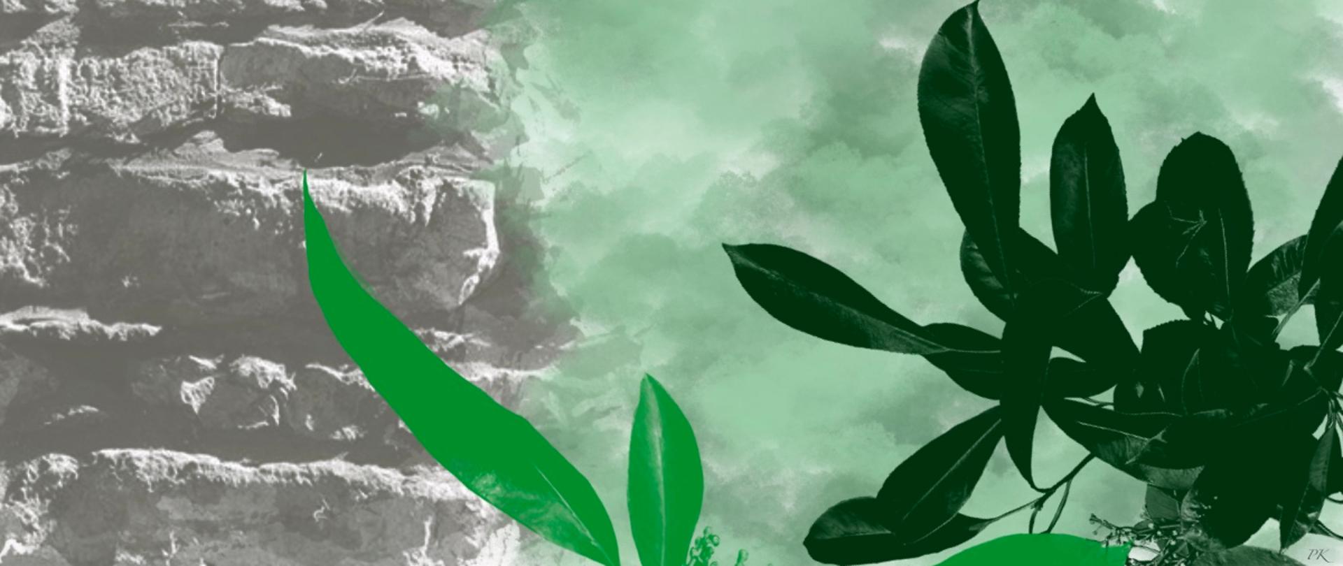 Przeplatające się zdjęcie skał i zielonych roślin