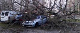 Zdjęcie przedstawia powalone drzewo na samochody osobowe zaparkowane na parkingu. Samochody koloru srebrnego oraz granatowego. Samochody stoją na parkingu na kostce ażurowej. 