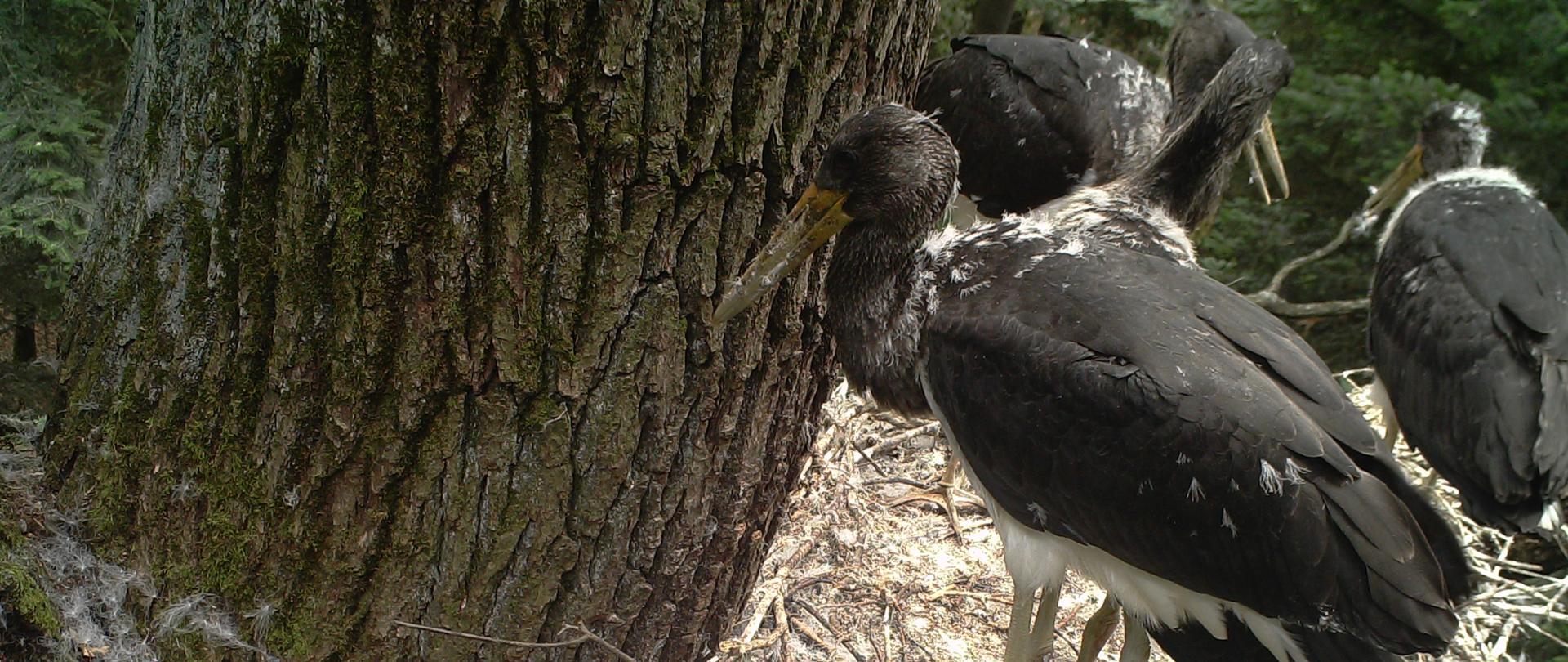 Cztery młode bociany stoją w gnieździe. Ich upierzenie jest już prawie całkowicie czarne.