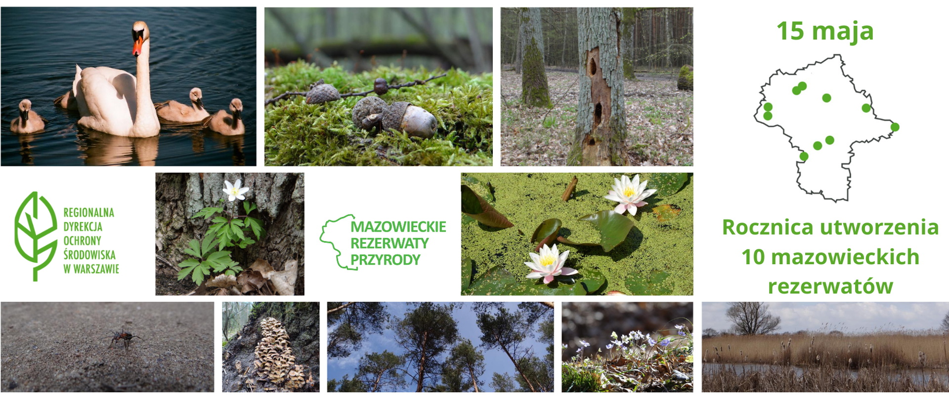 Mozaika zdjęć: łabędź z młodymi, żołędzie, drzewo z dziuplami, białe kwiaty, mrówka, grzyby, korony drzew, kwiaty, fragment rzeki