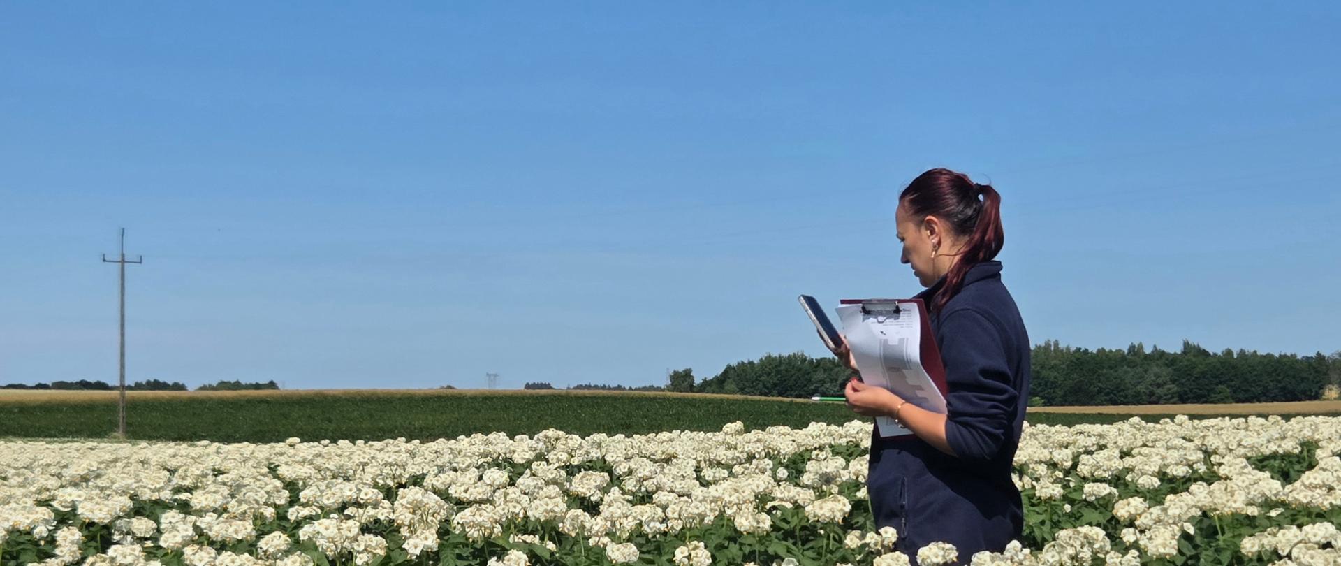 kwalifikacja ziemniaka