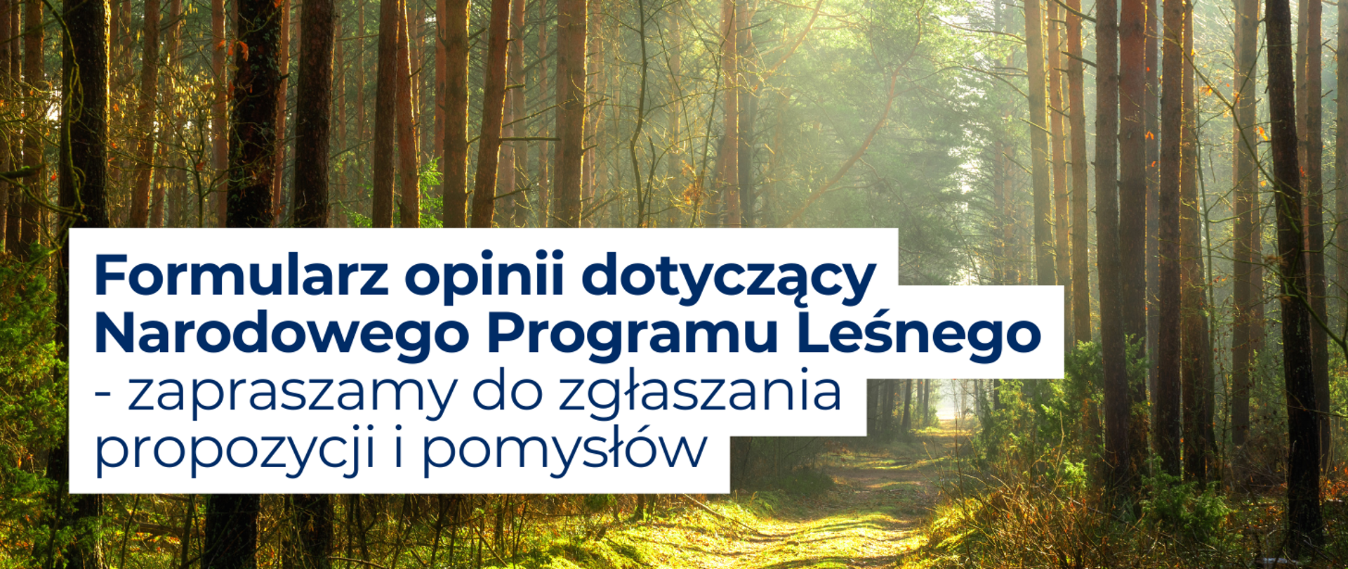baner do aktualności Formularz opinii dotyczący Narodowego Programu Leśnego - zapraszamy do zgłaszania propozycji i pomysłów. W tle widnieje las, który oświetlają promienie słoneczne. 