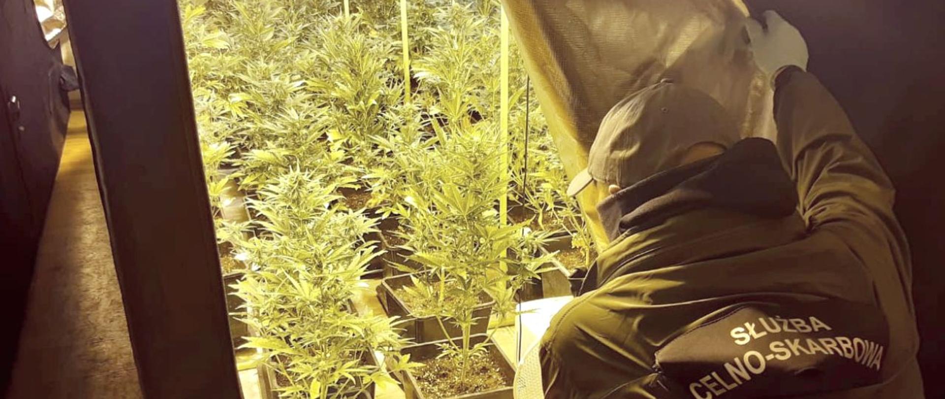 Funkcjonariusz Służby Celno-Skarbowej zagląda do namiotu z krzakami konopi indyjskich.