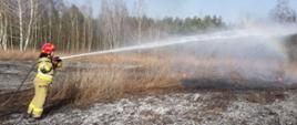 Na zdjęciu paląca się suchą trawa, na dalszym planie las Po lewej stronie strażak w piaskowym umundurowaniu i hełmie trzymający prądownicę z wężem gaśniczym z którego podaje prąd wody na palącą się trawę. 