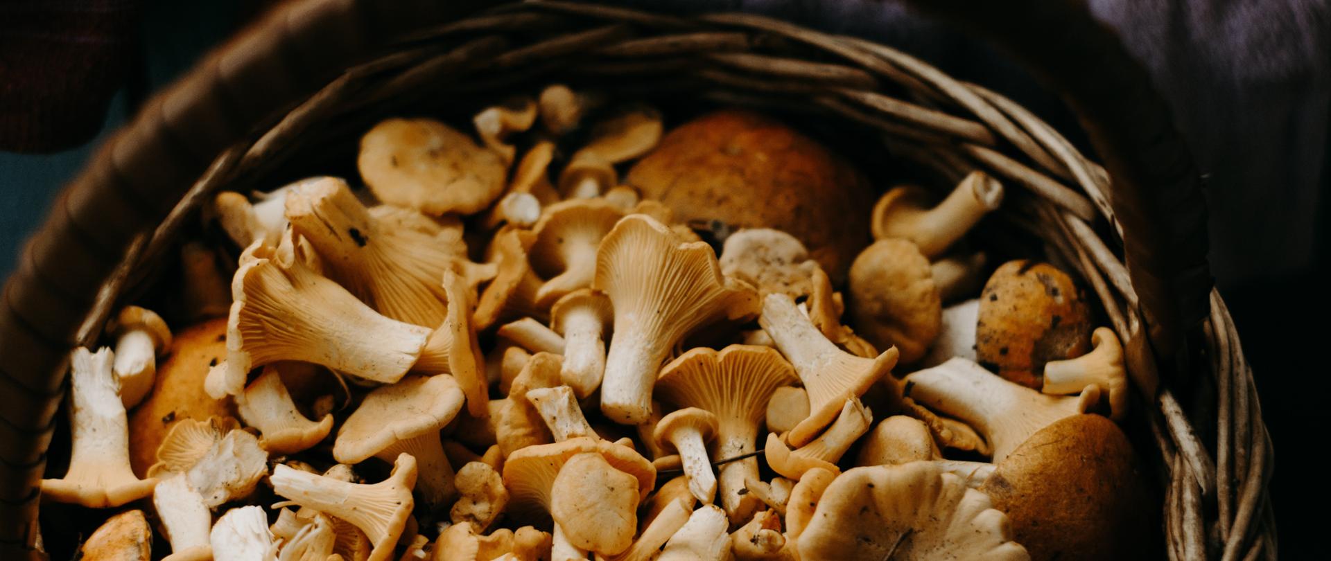 na zdjęciu widoczne grzyby kurki w koszyku wiklinowym