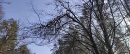 Widoczny zwisający nadłamany konar drzewa na dużej wysokości. zwisa nad drogą wojewódzka nr 689 w stronę Białowieży