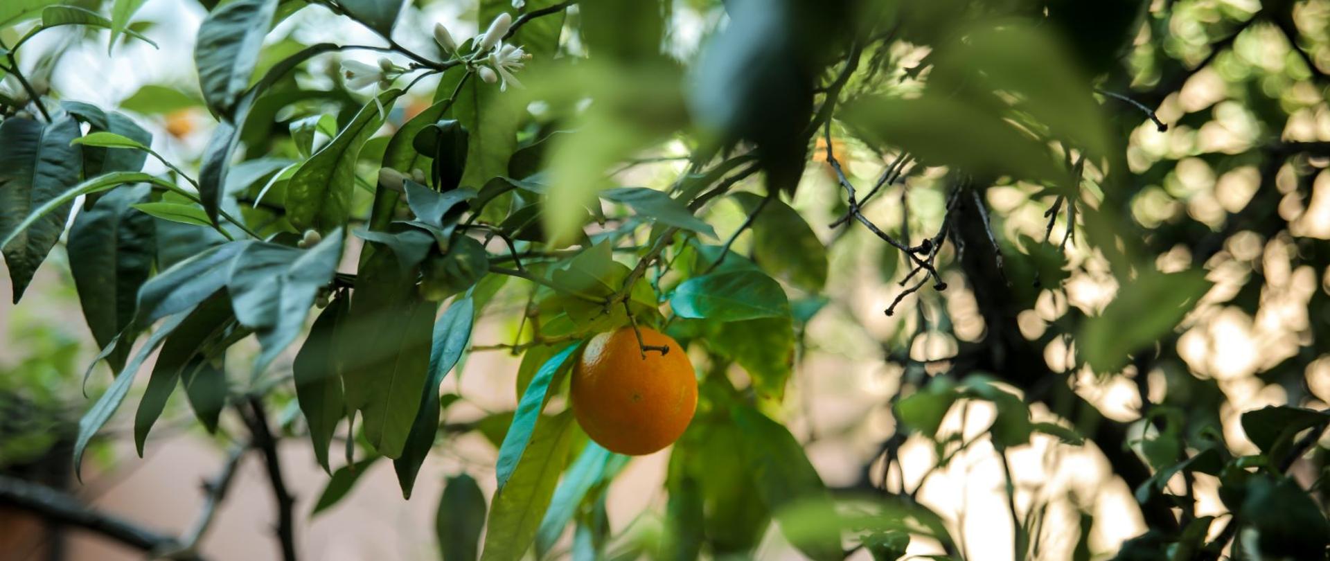 61er aniversario de la creación de la Biblioteca Polaca Ignacio Domeyko