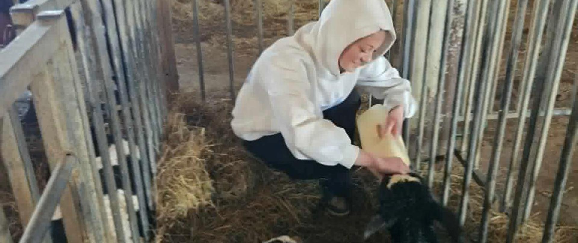 Młoda kobieta w białej bluzie z kapturem klęczy na słomie w metalowym boksie i podaje butelkę z mlekiem leżącemu, czarno-białemu cielakowi. W tle, za barierkami, stoi inna osoba w szarej bluzie oraz widać dorosłą krowę.
