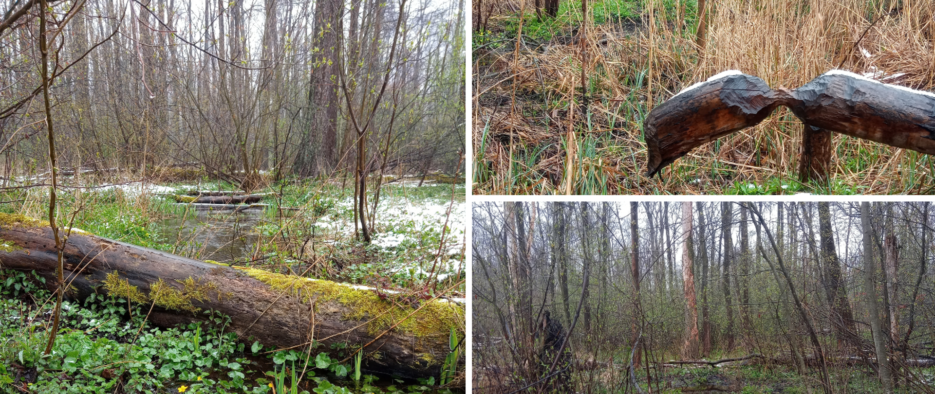 Kolaż trzech zdjęć - ujęcia lasu, drzew, bagien