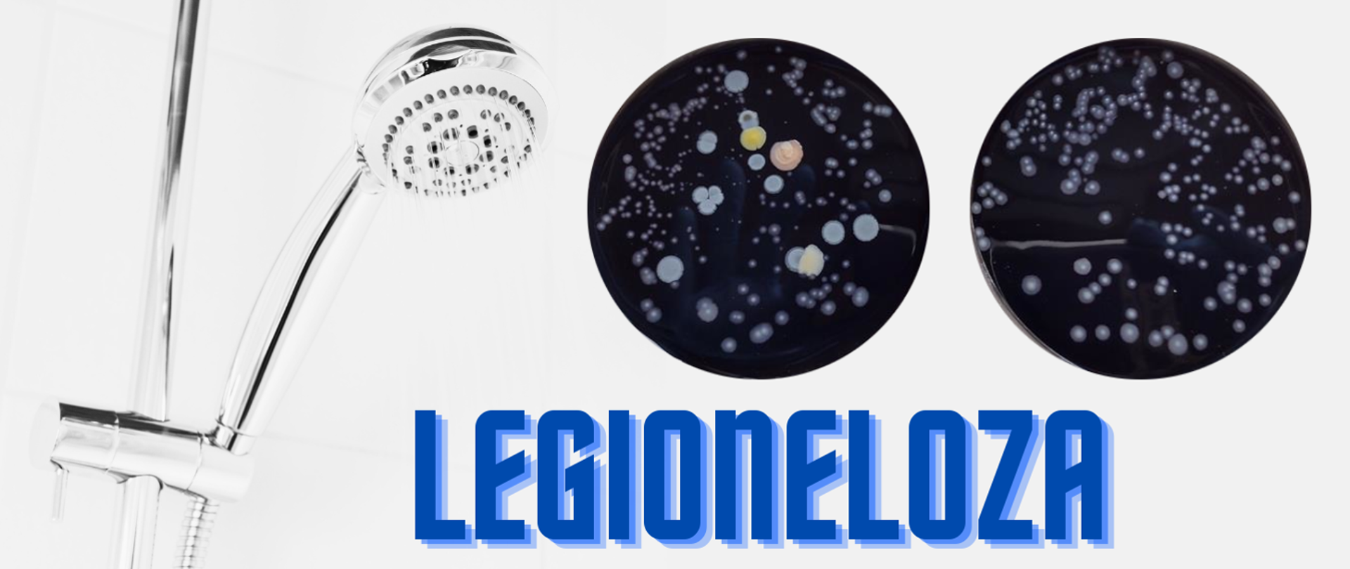 jasne tło, w lewe części rozmyte zdjęcie słuchawki prysznicowej i wypływająca woda, po prawej stronie dwa okrągłe zdjęcia hodowli bakterii z rodzaju Legionella, na dole słowo legioneloza.