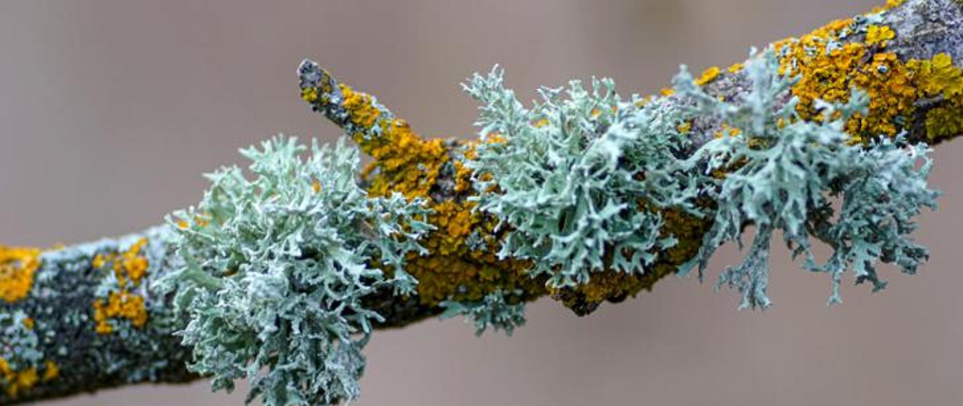 Na zdjęciu widać zbliżenie na poziomą, ciemną gałąź drzewa, którą gęsto porastają dwa rodzaje kolorowych porostów. Tło jest jednolite, jasnoszare i całkowicie rozmyte, co sprawia, że gałąź wyraźnie odcina się od otoczenia. Najbardziej widoczne są odstające od kory porosty, które mają chłodny, blady odcień morskiej zieleni. Bezpośrednio na korze, znajdują się jaskrawe, niemal neonowe pomarańczowo-żółte porosty. Ciemnobrązowa kora gałęzi stanowi tło dla intensywnej pomarańczy i delikatnej zieleni, tworząc bogatą mozaikę barw i tekstur.