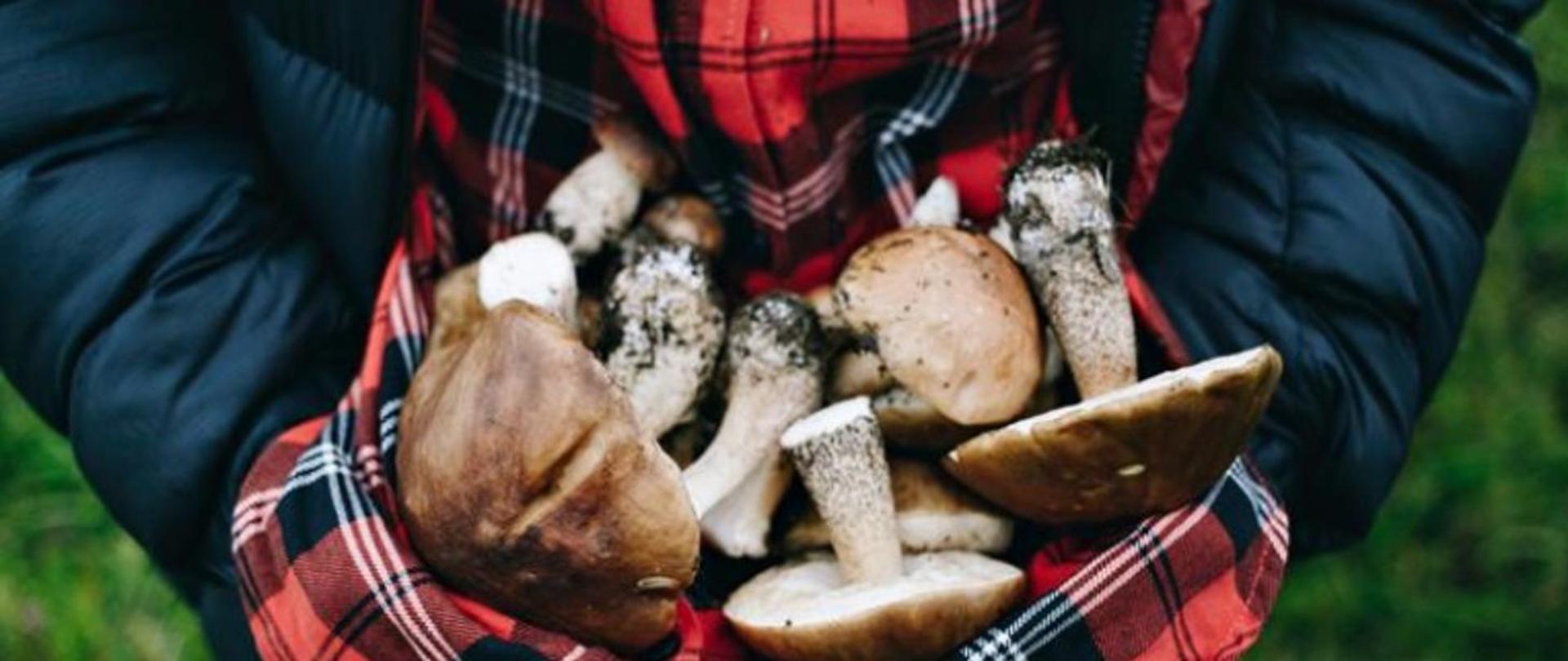 na zdjęciu widoczne są grzyby ułożone na koszuli