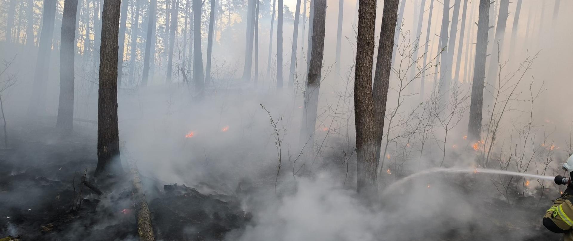Na zdjęciu widnieją strażacy w trakcie działań ratowniczych - pożar lasu. 