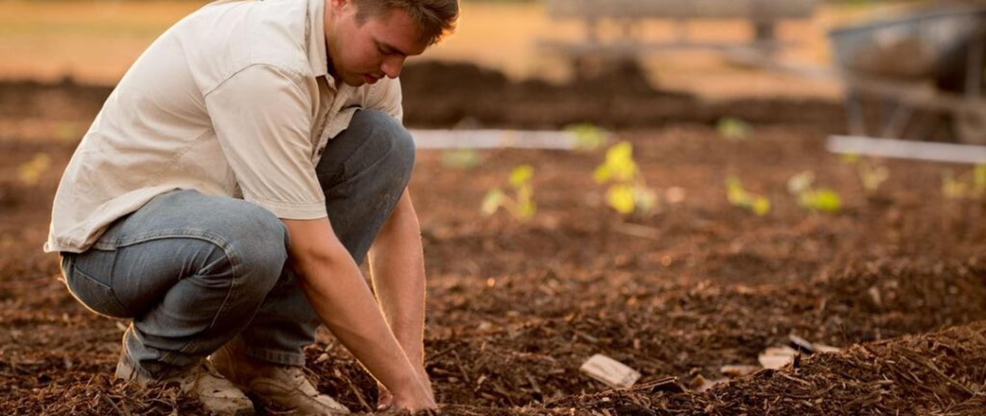 Młody rolnik sadzi na polu rośliny.
