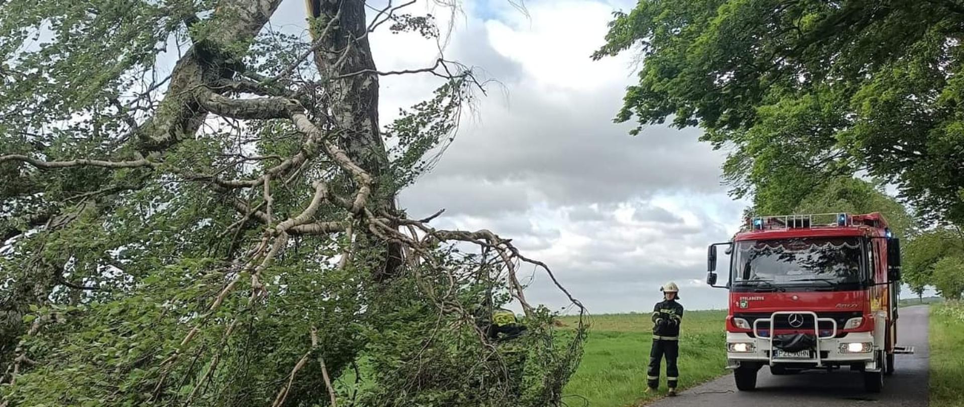 Na zdjęciu złamane w połowie drzewo w oodali widać wóz strażacki