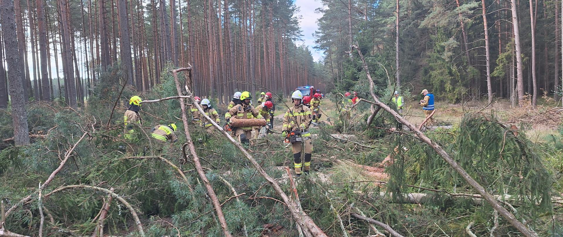 Grupa strażaków w hełmach i ubraniach ochronnych usuwa przewrócone drzewa w lesie po silnym wietrze