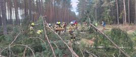 Grupa strażaków w hełmach i ubraniach ochronnych usuwa przewrócone drzewa w lesie po silnym wietrze