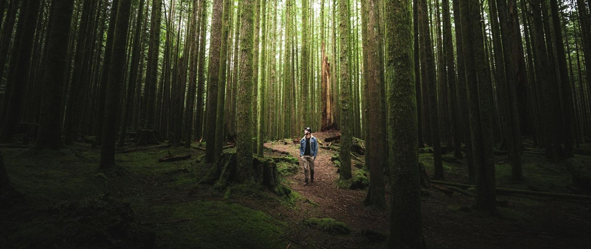 Lasy i parki narodowe otwarte