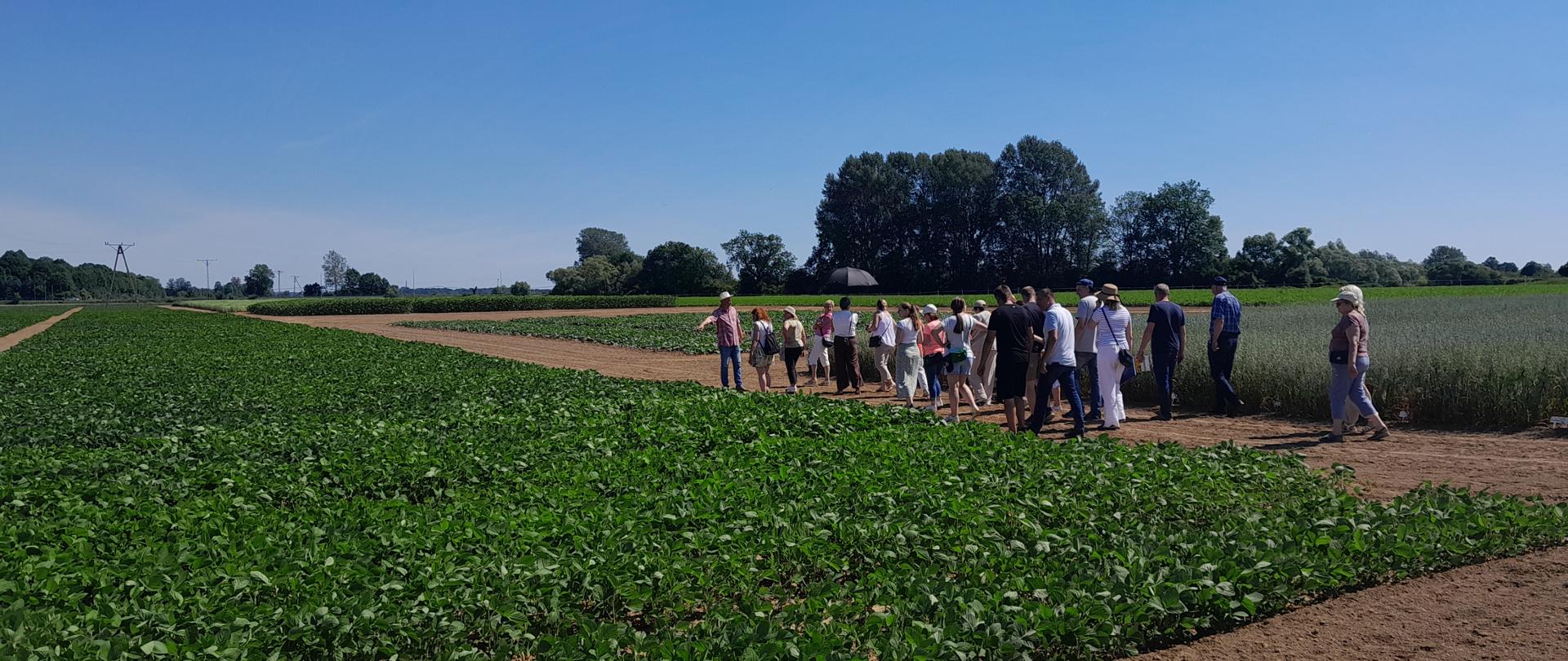Grupa osób stoi na trawiastej ścieżce między dwoma polami uprawnymi podczas wizyty terenowej. Po lewej stronie znajduje się niska uprawa, po prawej wysokie rośliny kukurydzy. W tle widać las, słupy energetyczne i bezchmurne, błękitne niebo.”