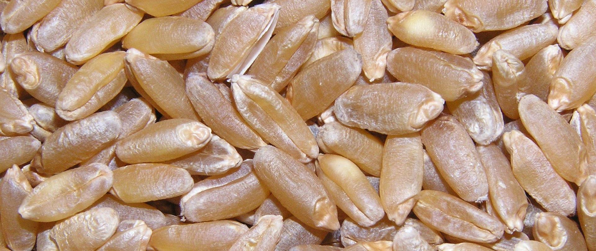 Materiał siewny pszenicy twardej