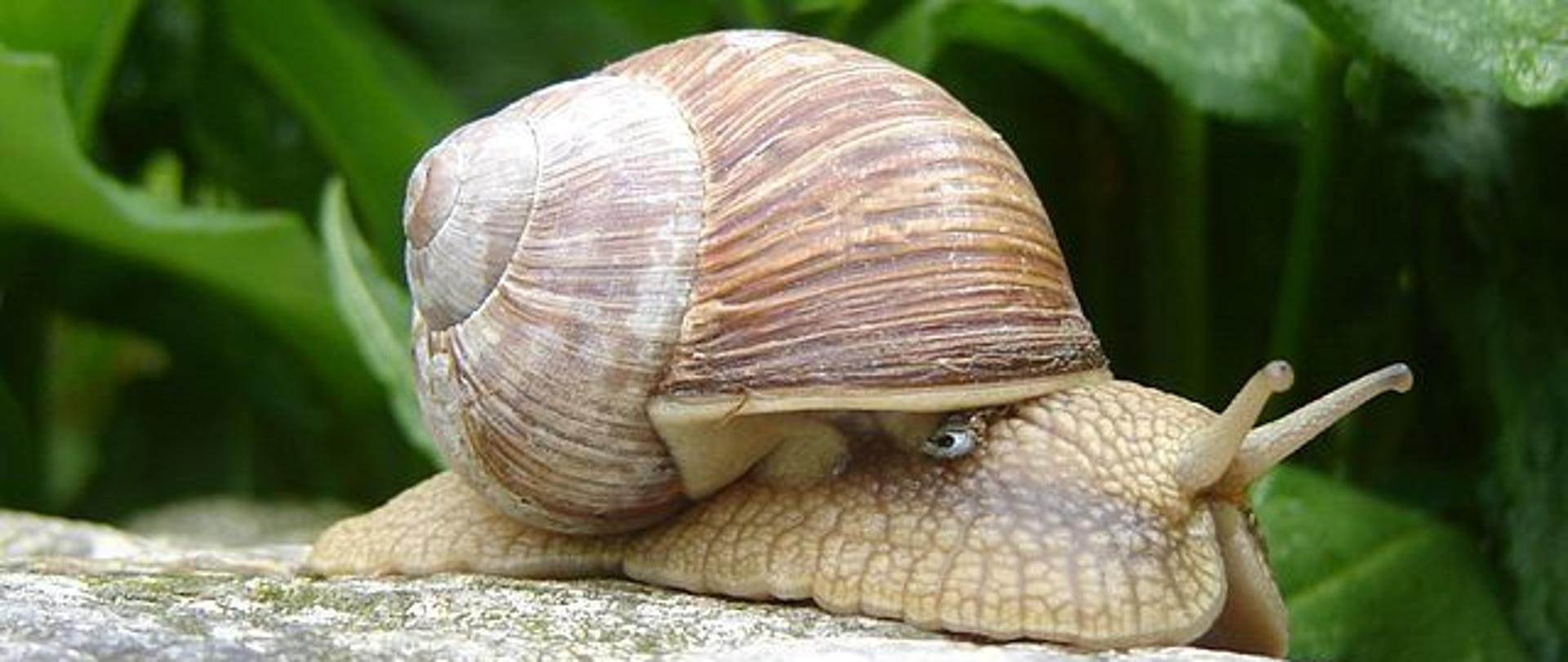 Ślimak winniczek wypełniający niemal cały kadr stojący na kamieniu, w tle zielone liście.