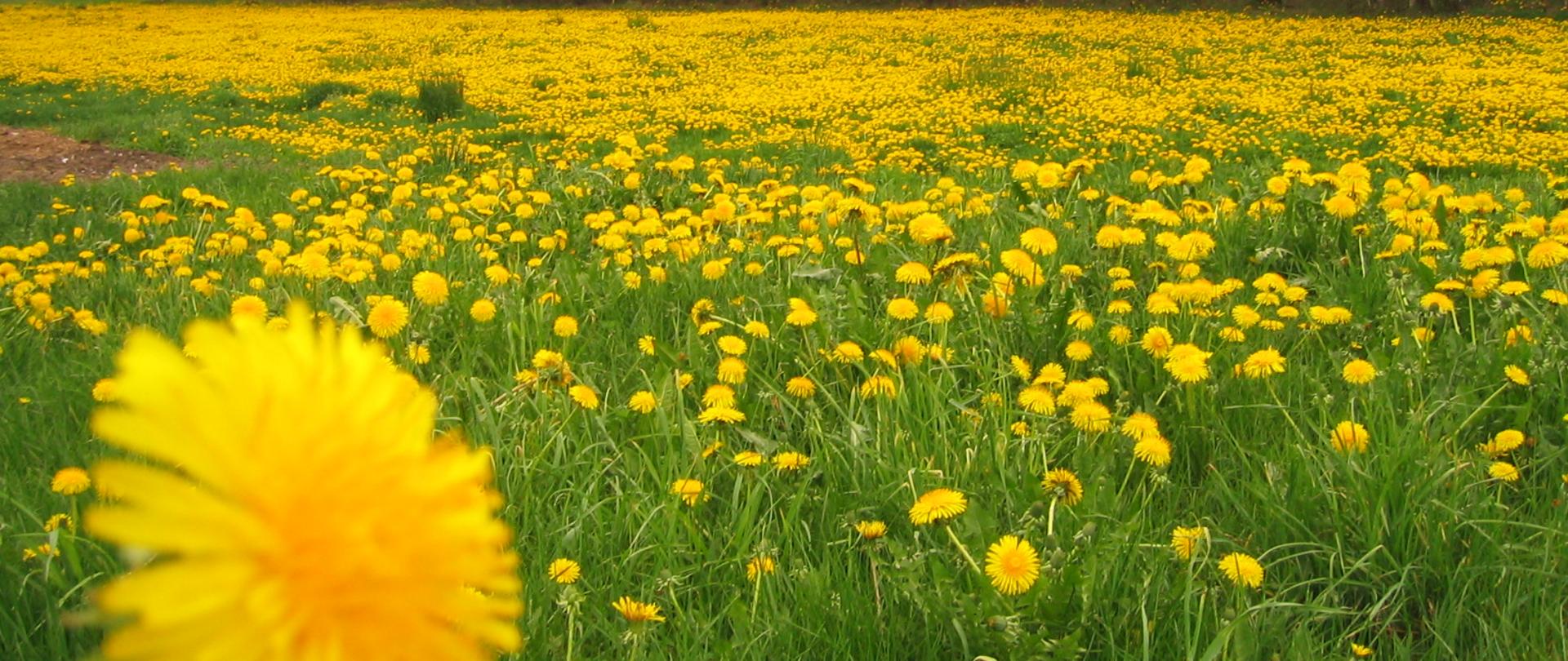 Rośliny fitoindykatory