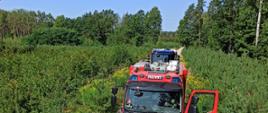 Na zdjęciu widać 3 samochody gaśnicze strażackie stojące na drodze leśnej pomiędzy drzewostanem iglastym. Zdjęcie wykonane z dachu jednego z wozów strażackich. W oddali widać piękne niebieskie niebo.