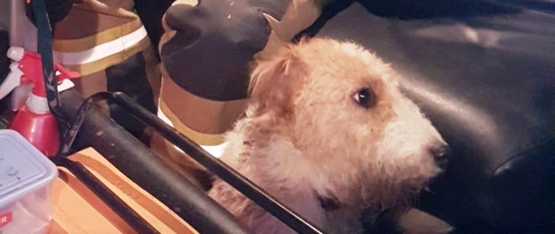 Strażak w kabinie załogi a obok niego pies wydobyty z kanału burzowego.