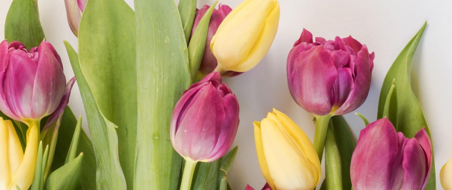 Bukiet tulipanów na tle białej planszy.