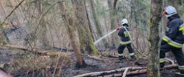 Zdjęcie przedstawia dwóch strażaków z linią gaśnicza gaszących pożar poszycia leśnego w lesie. 
